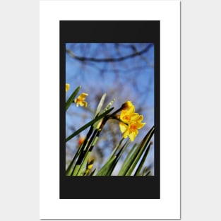 Golden Dawn Springtime Daffodil Posters and Art